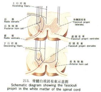 脊髓灰质由什么组成 白质 白质-脊髓白质，白质-组成与功能