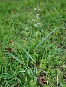 老山公画眉特征图片 画眉草属 画眉草属-简介，画眉草属-基本特征