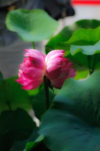 草本植物形态特征 并蒂莲花 并蒂莲花-形态特征，并蒂莲花-植物文化