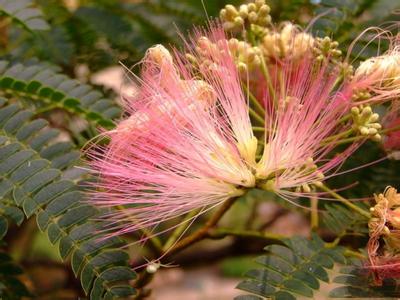 合欢花 合欢花-植物特征，合欢花-生长习性