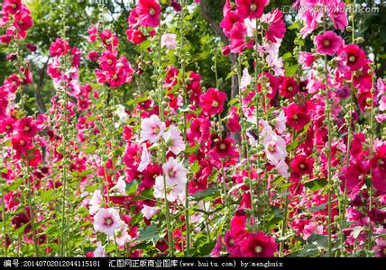 形态特征 蜀葵花 蜀葵花-简介，蜀葵花-形态特征