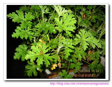 香叶天竺葵 香叶天竺葵-植物简介，香叶天竺葵-生长习性