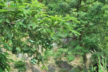 榧树属 榧树属-概述，榧树属-属类特征