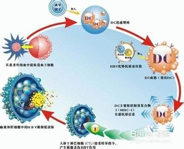 多细胞免疫治疗 多细胞免疫治疗-多细胞免疫治疗，多细胞免疫治疗