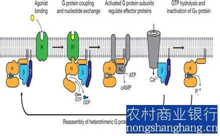 东源蛋白线介绍 G蛋白 G蛋白-介绍，G蛋白-读取信息