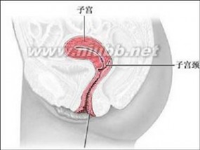 乳腺癌流行病学 宫颈腺癌 宫颈腺癌-概述，宫颈腺癌-流行病学