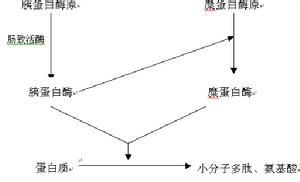 信息的基本概念 水解酶 水解酶-基本概念，水解酶-分类信息