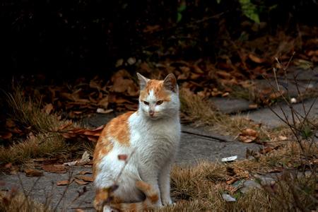 流浪猫鲍勃 流浪猫