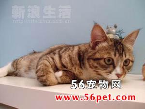 斗破苍穹故事详细简介 玳瑁色虎斑猫 玳瑁色虎斑猫-简介，玳瑁色虎斑猫-详细介绍