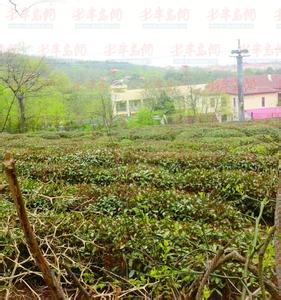 崂山茶 崂山茶 崂山茶-简介，崂山茶-历史