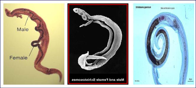 血吸虫 铁线虫 日本血吸虫 日本血吸虫-虫简介，日本血吸虫-病原学