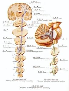 本体感觉 本体感觉 本体感觉-基本概述，本体感觉-症状