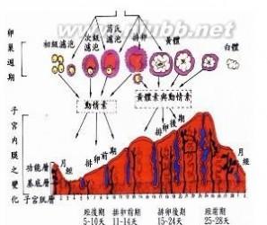 经期 经期-解释，经期-计算方法