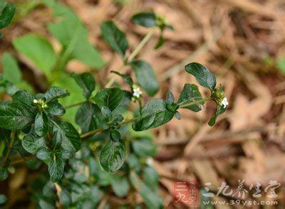 六月雪 茜草亚科植物  六月雪 茜草亚科植物 -种属概述，六月雪