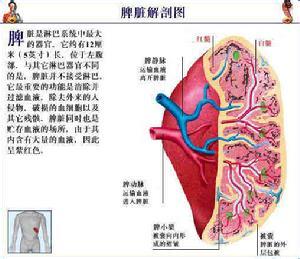 刑法193条的详细释义 猪脾 猪脾-简介，猪脾-详细释义