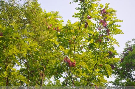 大叶红花刺槐 大叶红花刺槐-简介，大叶红花刺槐-生长特性