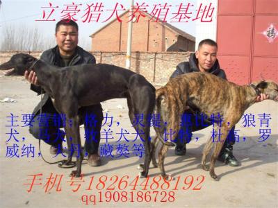 山东皇家猎犬训养基地 山东皇家猎犬训养基地-一、公司简介，山东