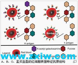 孟买血型 孟买血型-血型系统，孟买血型-H抗原