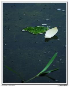 花自飘零水自流 花自飘零水自流-出处，花自飘零水自流-编辑推荐