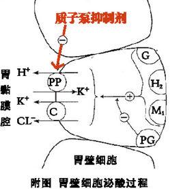 质子泵抑制剂使用指南 质子泵抑制剂指南 质子泵抑制剂指南-质子泵抑制剂