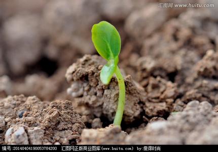 引证解释 发芽 发芽-基本信息，发芽-引证解释