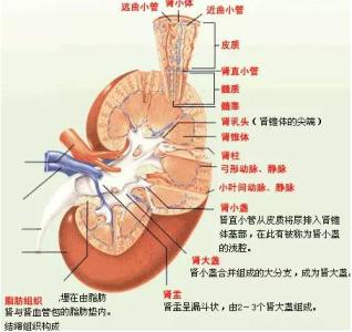 糖尿病肾病发病机制 膜性肾病 膜性肾病-流行病学，膜性肾病-发病机制