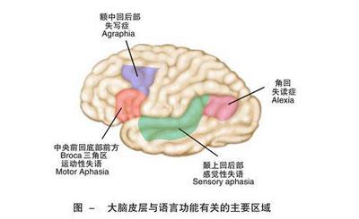 传导性失语症 命名性失语症