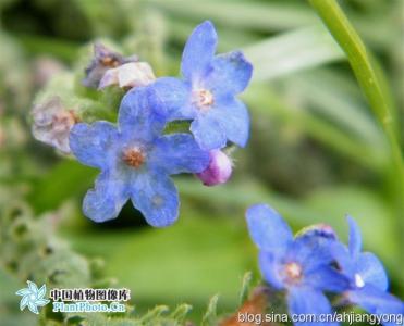 牛舌草属 牛舌草属-简介