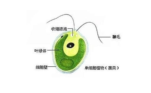 性格特征分类 衣藻 衣藻-特征，衣藻-分类情况