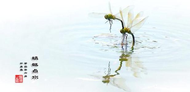 成语蜻蜓点水 蜻蜓点水 蜻蜓点水-成语释义，蜻蜓点水-生物学原因