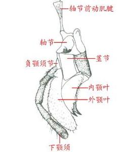 狼的上下颚结构 下颚 下颚-简介，下颚-具体结构