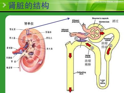 肾脏的结构和功能 肾脏 肾脏-结构，肾脏-功能检验