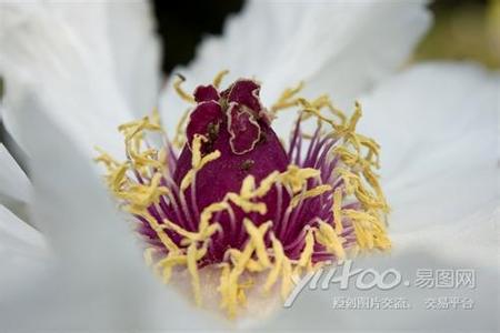 雄蕊的结构 花蕊 花蕊-形态结构，花蕊-雄蕊