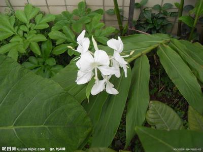 姜花 姜花 姜花-植物资料，姜花-属种