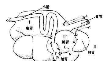 瓣胃 反刍 反刍-反刍，反刍-瓣胃