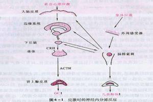 人体生理学 上下pdf 反应 反应-释义，反应-生理学上的反应