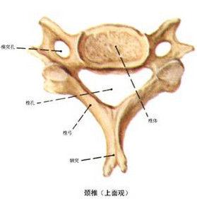 关节炎饮食注意事项 骶髂关节炎 骶髂关节炎-注意事项，骶髂关节炎-病因