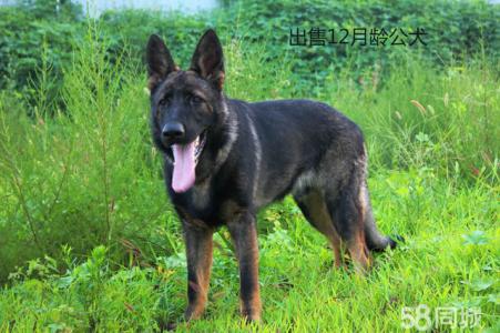 东德牧羊犬 东德牧羊犬 东德牧羊犬-概述，东德牧羊犬-年龄