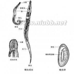 细菌的基本形态 蛲虫 蛲虫-基本介绍，蛲虫-形态