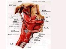 面肌痉挛病因 咽肌痉挛 咽肌痉挛-咽肌痉挛，咽肌痉挛-病因
