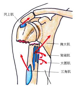 三角肌的作用 三角肌 三角肌-基本简介，三角肌-基本作用