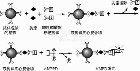 化学发光分析仪 化学发光 化学发光-市场分析