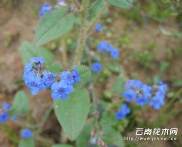 药用倒提壶 药用倒提壶 药用倒提壶-药用倒提壶，药用倒提壶-正文