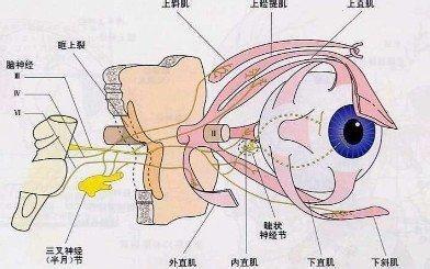 前庭眼反射 前庭动眼反射 前庭动眼反射-前庭动眼反射-前庭眼反射检查