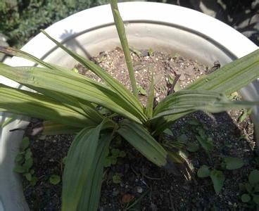 兰科植物 兰科植物-特征，兰科植物-习性