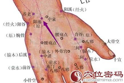 阳池穴的准确位置图 阳池穴穴位位置图及作用