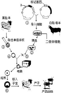 动物乳腺生物反应器 动物乳腺生物反应器 动物乳腺生物反应器-特点，动物乳腺生物反应