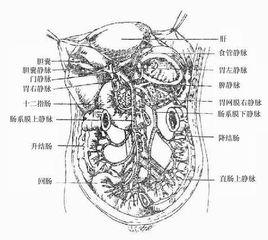 概述和简介的区别 门静脉 门静脉-简介，门静脉-概述