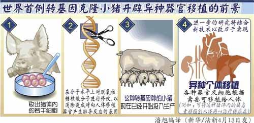 异种移植最新进展 异种器官移植 异种器官移植-研究进展，异种器官移植-器官移植排