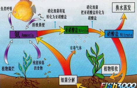 硝化细菌 硝化细菌 硝化细菌-分类，硝化细菌-生命活动